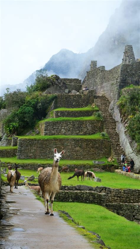 Machu Picchu Wallpapers Top Best Machu Picchu Wallpapers Hq