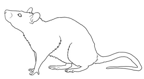 Rat Outline Drawing at PaintingValley.com | Explore collection of Rat ...