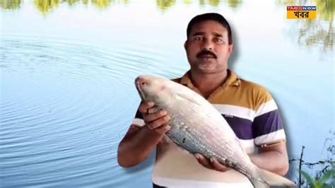 Hilsa Fish পুকুর থেকে মিলছে দেদার ইলিশ মাছ খবর শুনেই ছুটলেন সকলে