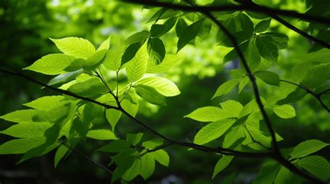 나무 잎의 녹색 빛 사진 신선한 녹색 잎 층층 나무 잎 고화질 사진 사진 나뭇잎 배경 일러스트 및 사진 무료 다운로드