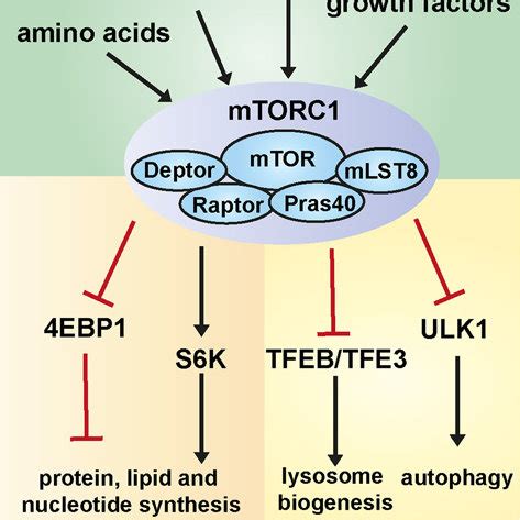 Amino Acid Dependent Regulation Of Autophagy By Mtorc Schematic