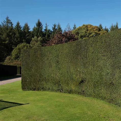 Bleiben Sie Schick Mit Den Neuesten Gemeine Eibe Taxus Baccata Im