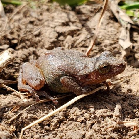 Frogs In Missouri Amazing Species Snaketracks