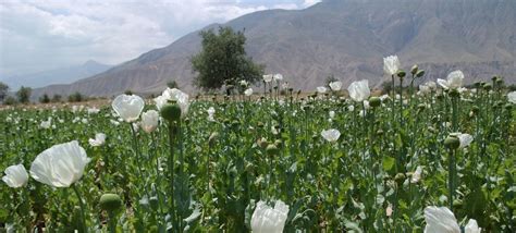 Strong Growth In Myanmar Boosts Opium Production In Golden Triangle