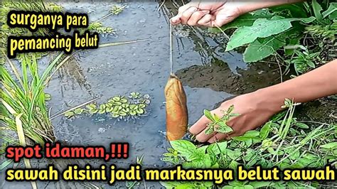 Jangan Ragu Kalau Mancing Belut Di Sawah Seperti Ini Dijamin Dapat