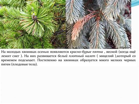 Что такое хвоинки - презентация онлайн