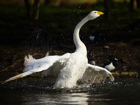 Mute Swan Bird Facts (Cygnus olor) | Bird Fact