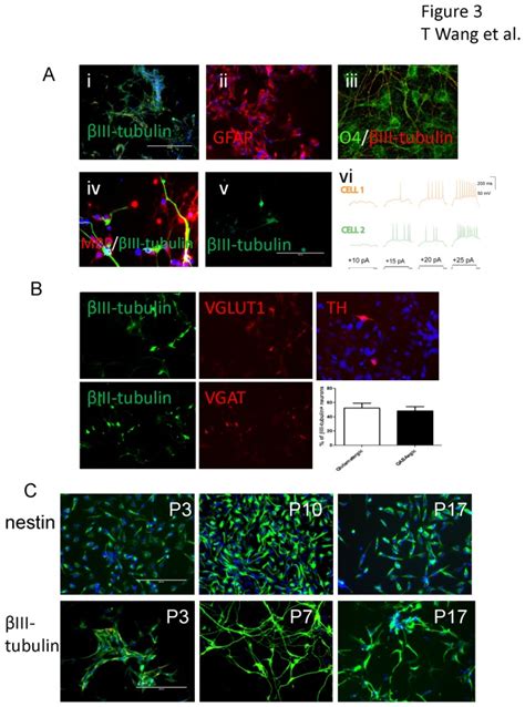 The induced neural stem cells differentiated into βIII tubulin