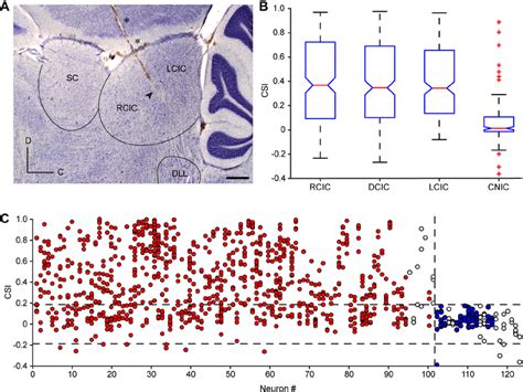 Anatomical Location Of Csi A Photomicrography Showing A Sagittal