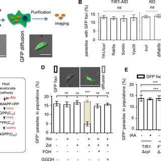 Protein prenylation is involved in endocytic trafficking in T. gondii.... | Download Scientific ...