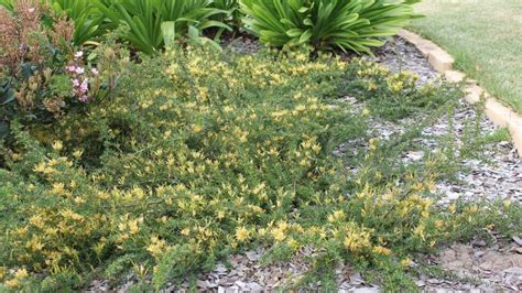 Grevillea Gold Cluster Alpine Nurseries