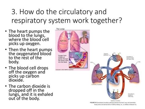 Ppt Ask Biology Review Powerpoint Presentation Id