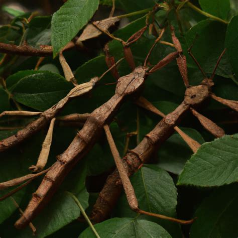 How Many Stick Insects Live In The World Pet Brilliant