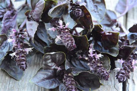 Purple Basil Seeds, Dark Opal Purple Basil, Easy to Grow Herb Seeds ...