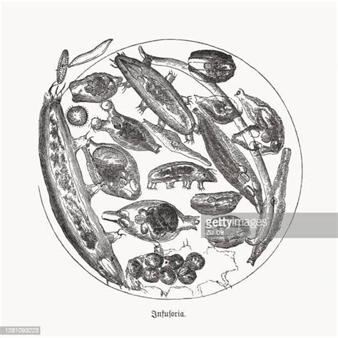 52 Entamoeba Histolytica Drawing High Res Illustrations Getty Images