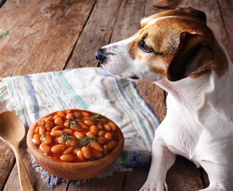 Reviewers Find That Can Dogs Eat Green Beans For Better Health - USWeb CRM Insights