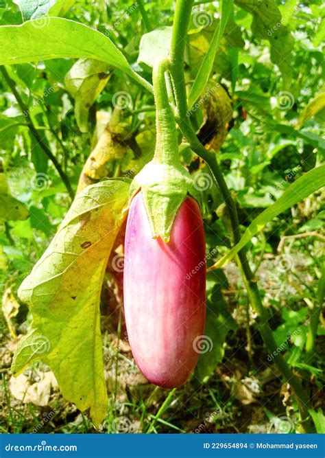 Bangan Vegetable Good for Health and Refreshing Stock Photo - Image of bangan, refreshing: 229654894