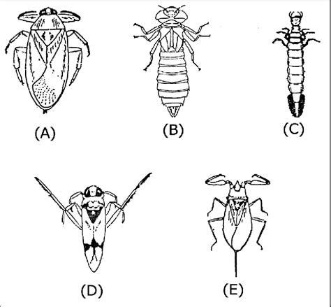 Figure 1 from Diseases of Aquatic Organisms Dis Aquat Org Natural ...