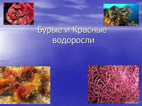 Красные и бурые водоросли - презентация онлайн