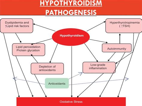 Hypothyroidism Pathophysiology Flow Chart