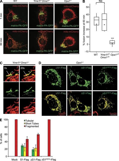 Opa1 Processing Is Dispensable For Mitochondrial Fusion A And B