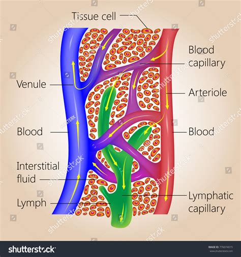 4,558 Blood And Lymph Images, Stock Photos & Vectors | Shutterstock