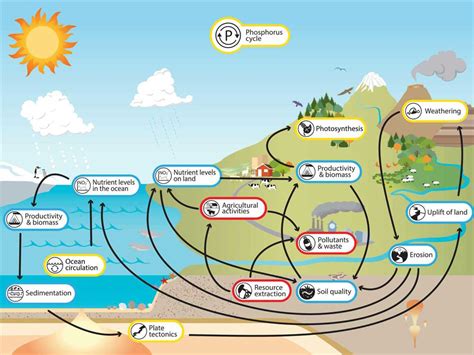 The Phosphorus Cycle Made Simple Easy To Follow Diagram