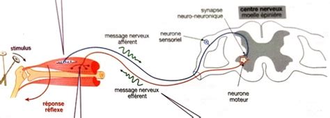 Le Réflexe myotatique Cartes Quizlet