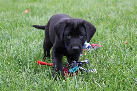 How To Train A Black Labrador