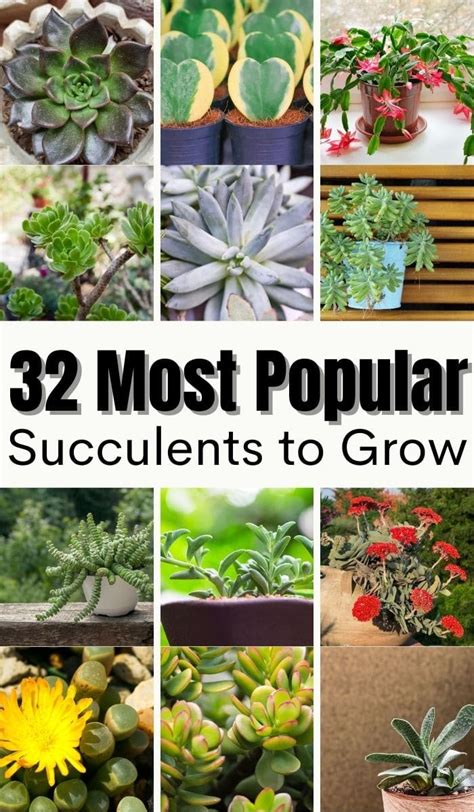 32 Most Popular Succulents To Grow Beginner Friendly Succulents