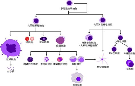 免疫系统 免疫器官 免疫细胞 免疫分子 LifeIntelligence 博客园