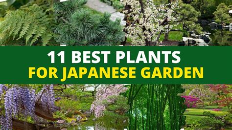 Top 11 Plants For A Japanese Zen Garden 👌 Youtube