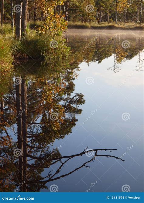 Marsh Lake Felling Of Trees In Smooth Water Calm Majestic Highland