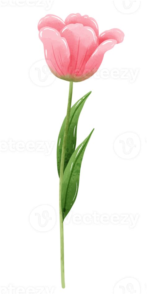 Handdrawn Illustration Watercolor Pink Tulip With Green Leaves Spring