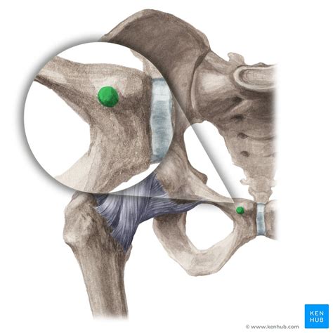 Pubic tubercle: anatomy and funtion | Kenhub