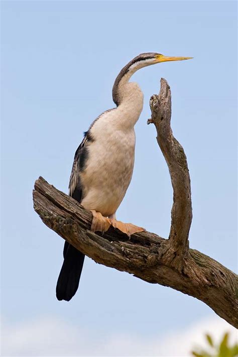 Darter Anhinga Melanogaster