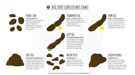 how do you get a constipated dog to poop