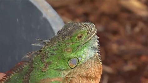 Watch Out for Frozen Iguanas Falling Out of Trees – NBC 6 South Florida