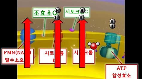 생명과학2 1단원 4강 세포호흡3산화적 인산화 전자전달계 화학삼투 Oxidative Phosphorylation