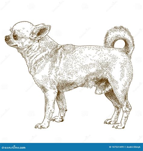 Ejemplo Del Grabado Del Perro De La Chihuahua Ilustraci N Del Vector