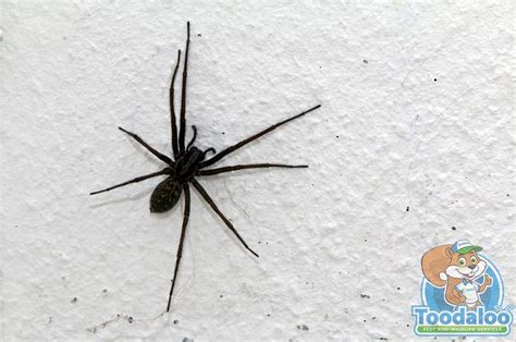 Vancouver Spider Removal - Toodaloo Pest Control