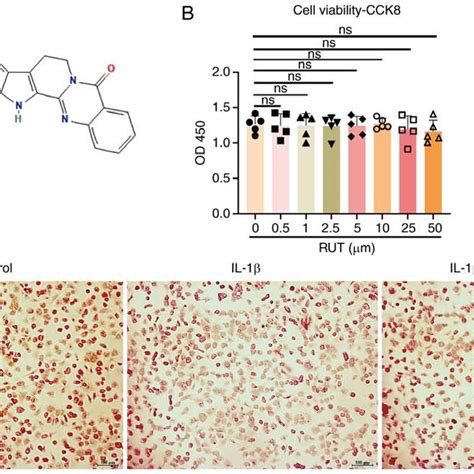 Identification Of Mouse Chondrocytes And The Effects Of Rut On Mouse