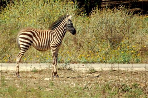 Baby Zebra Free Photo Download | FreeImages