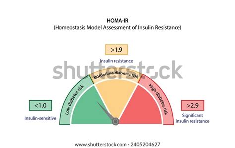 Homa Ir Homeostatic Model Assessment Insulin Resistancelow Stock Vector