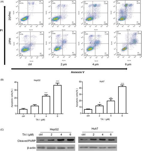 Effects Of Ta I On Cell Apoptosis In Hepg2 And Huh7 Cells A Hepg2