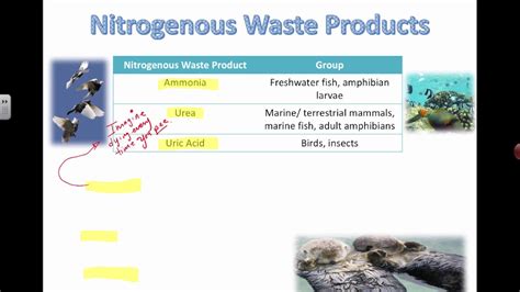 Types Of Nitrogenous Waste