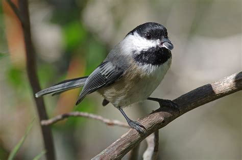 South Shore Bird Club Of Ma Outer Cape Cod 10062012