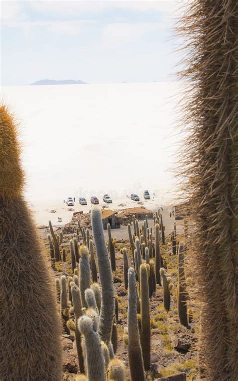 O Cacto Grande Na Ilha De Incahuasi Salga Salar De Uyuni Liso