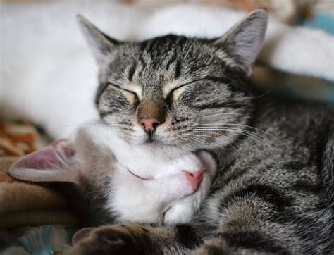 Due Gatti Abbracciati In Un Sogno Fotografia Stock Immagine Di Baffi