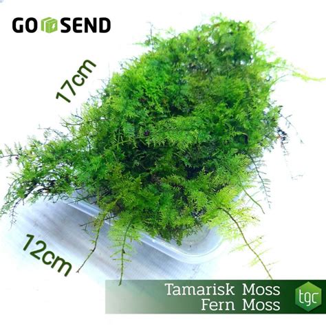 Jual Thuidium Tamariscinum Tamarisk Moss Fern Moss Tanaman